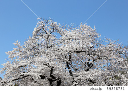 満開の桜 39858781