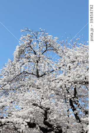 満開の桜 満開の桜 39858782