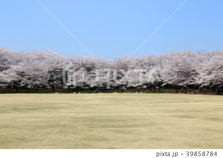 満開の桜 39858784