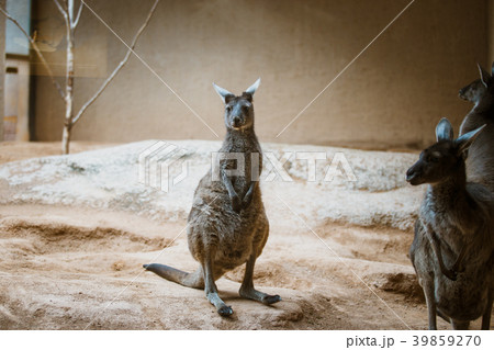 A funny adult kangaroo animal of gray color stands 39859270