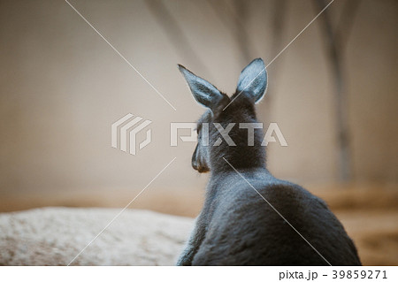 Funny adult kangaroo animal of gray color close-up 39859271
