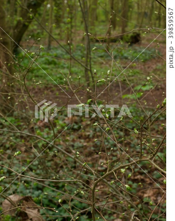 Bois de Boulogne/Paris,France 39859567