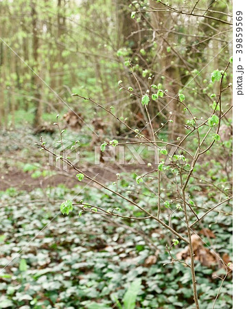 Bois de Boulogne/Paris,France Bois de Boulogne/Paris,France 39859569