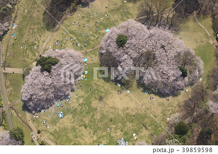砧公園の桜 空撮の写真素材