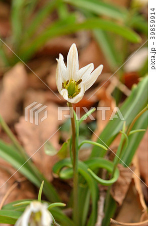 植物:ヒロハノアマナ ユリ科 植物:ヒロハノアマナ ユリ科 39859914
