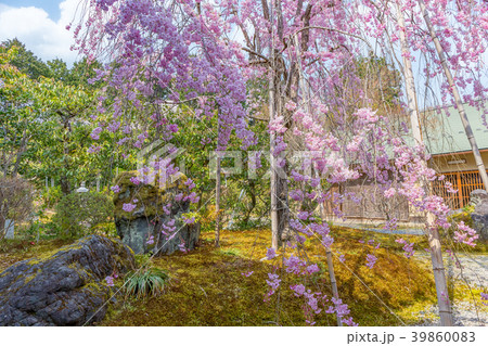 常照寺と桜 常照寺と桜 39860083