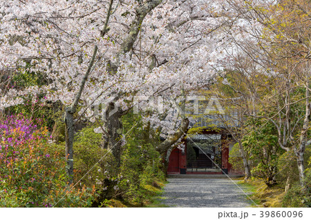 常照寺と桜 39860096