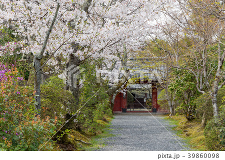 常照寺と桜 39860098