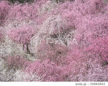 梅花（いなべ市梅林公園）三重県 39860602