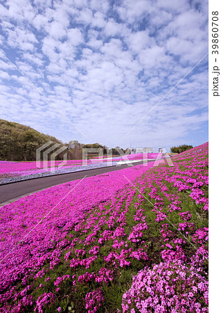 市貝町 芝ざくら公園 市貝町 芝ざくら公園 39860708