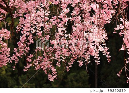 春の陽射しを浴びる清雲寺の枝垂桜(4) 39860859