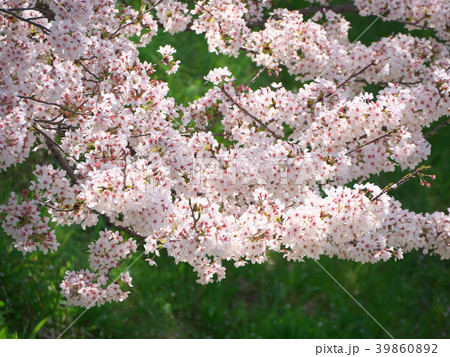満開の桜　奈良県-飛鳥川 39860892