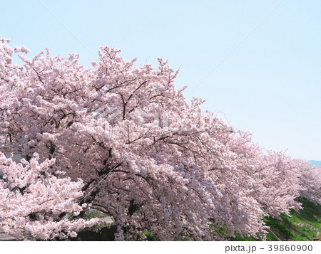 満開の桜　奈良県-飛鳥川 39860900