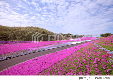 市貝町 芝ざくら公園 市貝町 芝ざくら公園 39861260