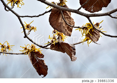 樹木:シナマンサク マンサク科 樹木:シナマンサク マンサク科 39861336