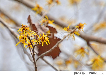 樹木：シナマンサク　マンサク科 39861337