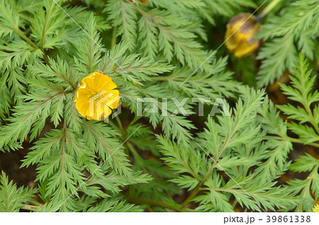 植物:フクジュソウ キンポウゲ科 植物:フクジュソウ キンポウゲ科 39861338
