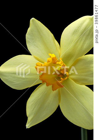 ラッパスイセンの花 黒バック撮影の写真素材