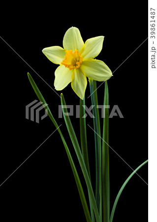 ラッパスイセンの花　黒バック撮影 39861487