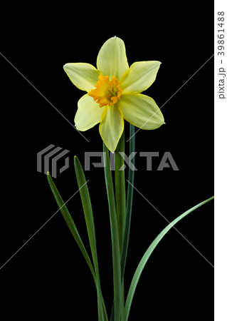 ラッパスイセンの花 黒バック撮影 ラッパスイセンの花 黒バック撮影 39861488