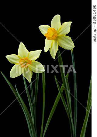 ラッパスイセンの花　黒バック撮影 39861490
