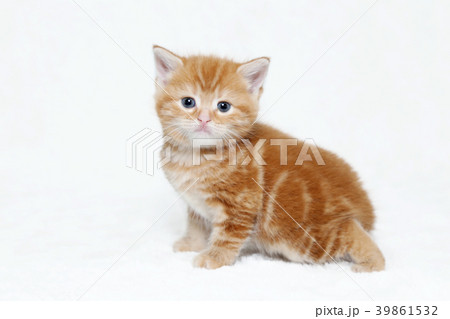アメショー　子猫 39861532