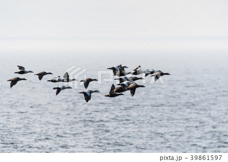 Flock with migrating Common Eiders 39861597