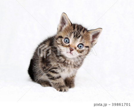 マンチカン　子猫 39861701
