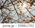 The leaves gold color of the Bodhi Tree. 39861702