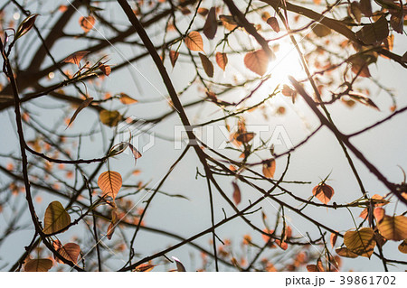 The leaves gold color of the Bodhi Tree. The leaves gold color of the Bodhi Tree. 39861702