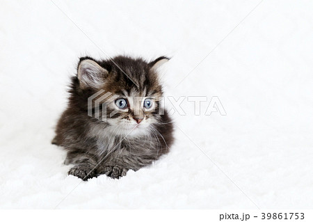 メインクーン　子猫 39861753