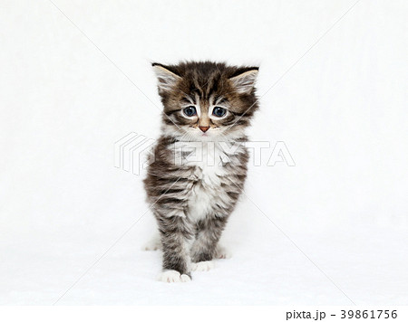 メインクーン 子猫 メインクーン 子猫 39861756