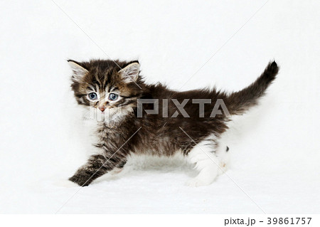 メインクーン 子猫の写真素材