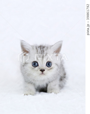 ミヌエット 子猫 ミヌエット 子猫 39861792