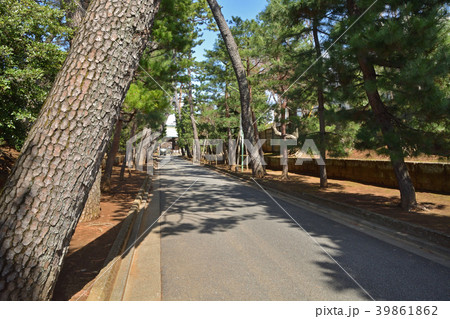 世田谷散歩：豪徳寺　松並木　 39861862