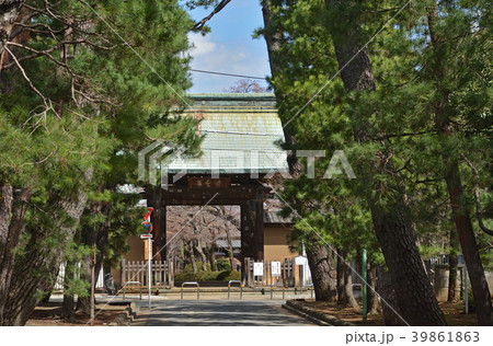 世田谷散歩：豪徳寺　松並木と山門 39861863