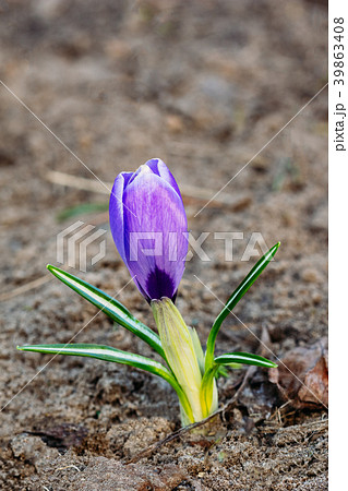 Little Crocus flower with a purple bud Little Crocus flower with a purple bud 39863408