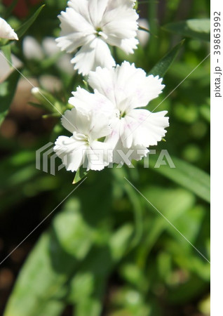 ナデシコ 39863992