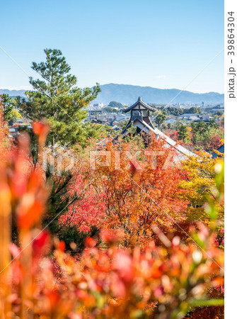Colorful leaves in Japan autumn 39864304