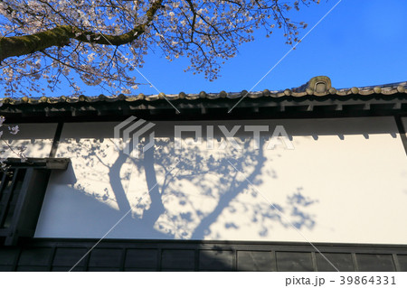 秋月の桜 秋月の桜 39864331