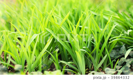 Fresh green spring grass closeup. Abstract Nature Fresh green spring grass closeup. Abstract Nature 39864332