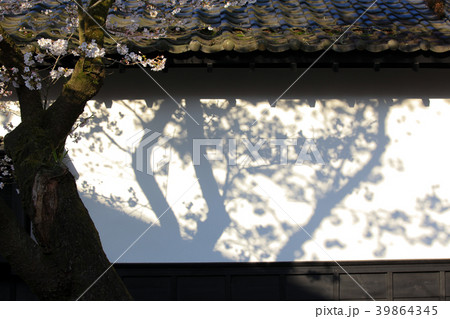 秋月の桜 秋月の桜 39864345