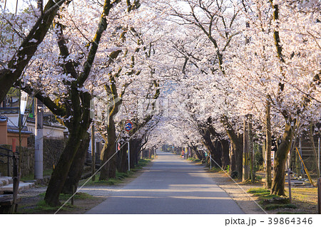 秋月の桜 39864346