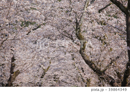 秋月の桜 39864349