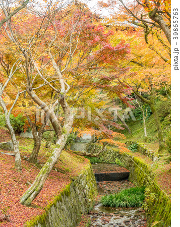 Colorful leaves in Kyoto, Japan Colorful leaves in Kyoto, Japan 39865763