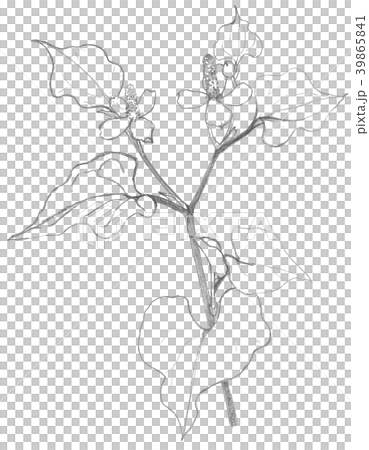Houttuynia cordata　ドクダミ 39865841