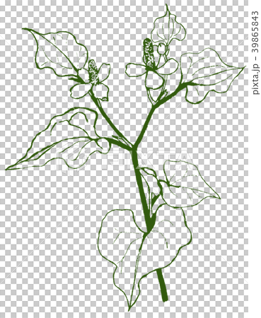 Houttuynia cordata Dokudami single color 39865843