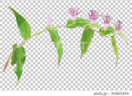 ホトトギス Tricyrtis hirta ホトトギス Tricyrtis hirta 39865844