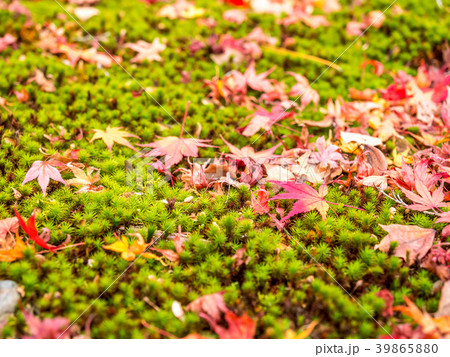 Colorful leaves on green floor 39865880