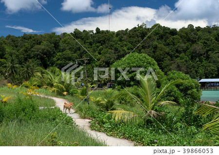 Beautiful view of the jungle in tropical island Ko Beautiful view of the jungle in tropical island Ko 39866053